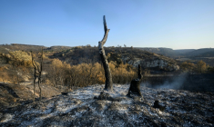 Des terres brûlées après l'incendie près de Fontjoncouse, dans l'Aude, le 8 août 2025 ( AFP / Lionel BONAVENTURE )