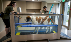 Un chien Saint-Bernard fait de l'exercice dans une piscine lors d'une visite de presse avant l'inauguration du musée et parc Barryland à Martigny, dans les Alpes suisses, le 26 juin 2025 ( AFP / Fabrice COFFRINI )