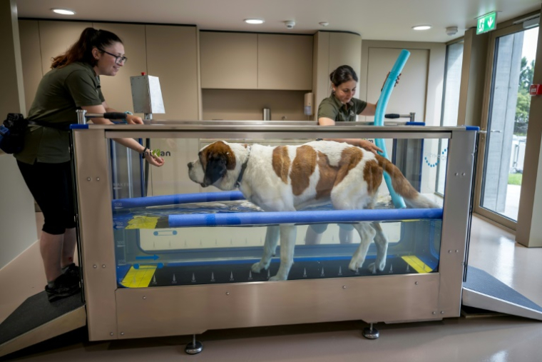 Un chien Saint-Bernard fait de l'exercice dans une piscine lors d'une visite de presse avant l'inauguration du musée et parc Barryland à Martigny, dans les Alpes suisses, le 26 juin 2025 ( AFP / Fabrice COFFRINI )
