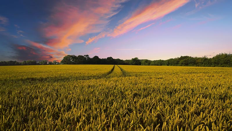 Le réseau d’agriculteurs «Bienvenue à la ferme» inaugure son premier magasin (Crédit photo: Pete Linforth - Pixabay)