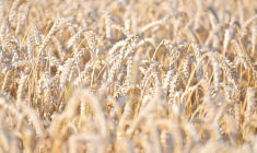 ( AFP / LOU BENOIST )