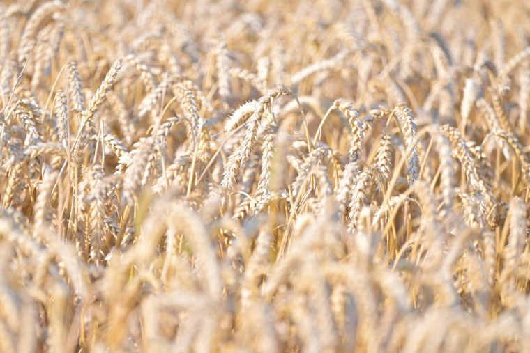 ( AFP / LOU BENOIST )