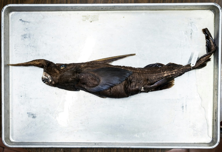 Un spécimen d'une espèce de requin fantôme découverte au large du Costa Rica, présentée à musée de zoologie à San Jose, le 3 juillet 2026 ( AFP / Ezequiel BECERRA )