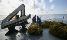 Des membres de la marine mexicaine manipulent des sacs remplis d'algues sargasses collectées à bord d'un navire de collecte de sargasses au large de Puerto Morelos, dans l'État de Quintana Roo, au Mexique, le 6 août 2026 ( AFP / Alfredo ESTRELLA )