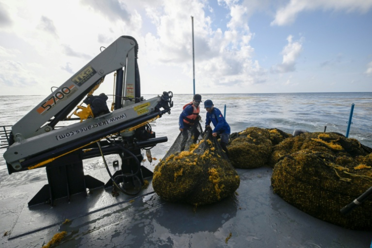 Des membres de la marine mexicaine manipulent des sacs remplis d'algues sargasses collectées à bord d'un navire de collecte de sargasses au large de Puerto Morelos, dans l'État de Quintana Roo, au Mexique, le 6 août 2026 ( AFP / Alfredo ESTRELLA )