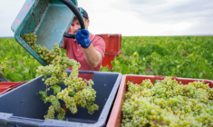 Récolte du raisin dans le vignoble de la maison de champagne Lamiable à Tours-sur-Marne, le 17 août 2026 dans la Marne ( AFP / Jean-Christophe VERHAEGEN )