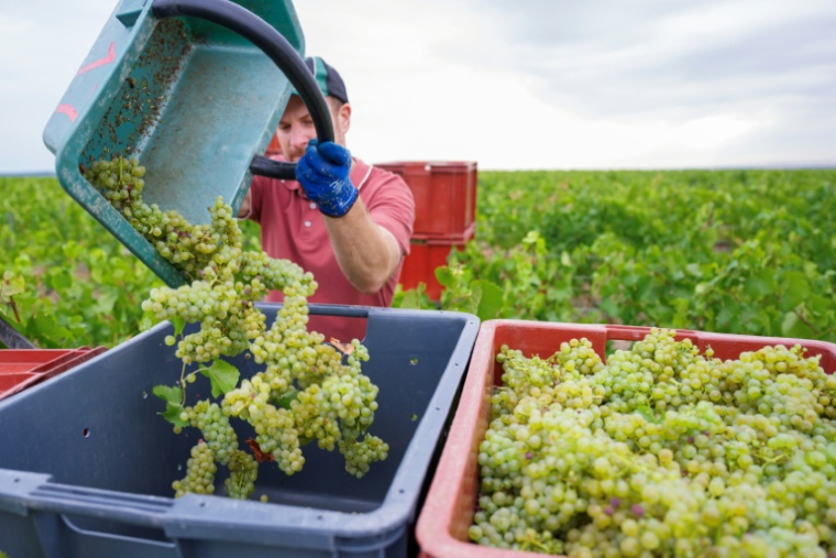 Récolte du raisin dans le vignoble de la maison de champagne Lamiable à Tours-sur-Marne, le 17 août 2026 dans la Marne ( AFP / Jean-Christophe VERHAEGEN )