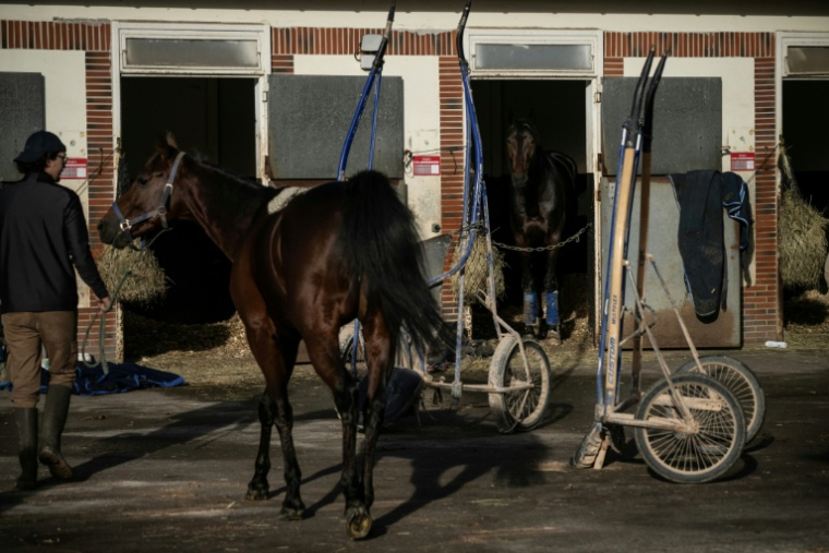 Un palefrenier conduit un cheval à son box au centre de Grosbois, le 9 décembre 2025 ( AFP / JULIEN DE ROSA )