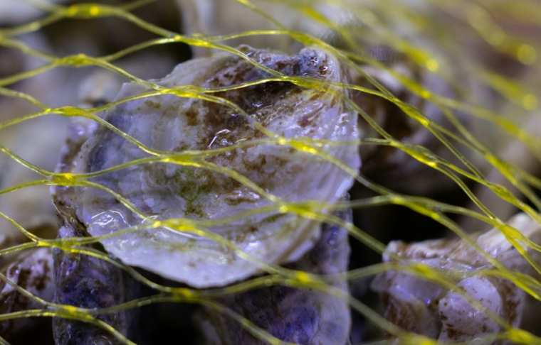 Des huîtres blanchies par l'acidité de l'eau dans laquelle elles ont été plongées, dans un laboratoire de l'Ifremer à Landunvez, en Bretagne, le 7 mai 2025 ( AFP / Fred TANNEAU )