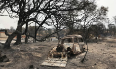LE BILAN DES FEUX DE FORÊT EN ALGÉRIE S'ALOURDIT À 37 MORTS
