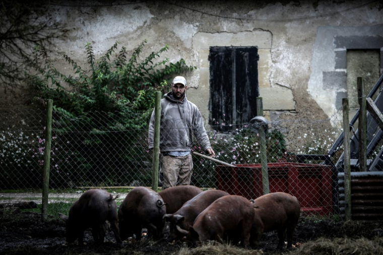 L'agriculteur Jérôme Caze nourrit ses cochons dans sa ferme à Meilhan-sur-Garonne, le 3 octobre 2024 dans le Lot-et-Garonne ( AFP / Thibaud MORITZ )
