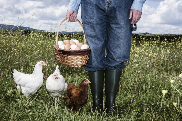 Les poules sont de retour à l'air libre !
