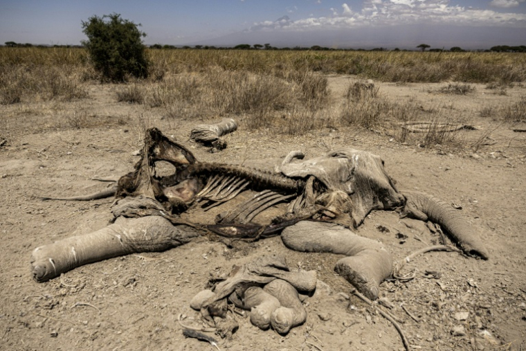 Une carcasse d'éléphante gît dans la réserve de Kimana, près du célèbre parc national kényan d'Amboseli, le 12 août 2026  ( AFP / SIMON MAINA )