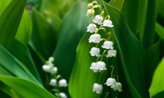 Savez-vous où est cultivé le muguet vendu le 1er Mai? (Crédit Photo: Océane George - Unsplash)