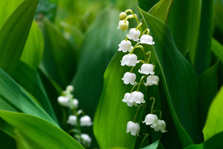Savez-vous où est cultivé le muguet vendu le 1er Mai? (Crédit Photo: Océane George - Unsplash)