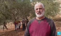 En Cisjordanie occupée, la récolte des olives n’aura pas lieu