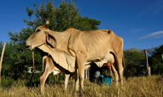 Un homme trait une vache dans le village de Los Piches, à San Lorenzo, au Honduras, le 4 septembre 2026 ( AFP / Orlando SIERRA )