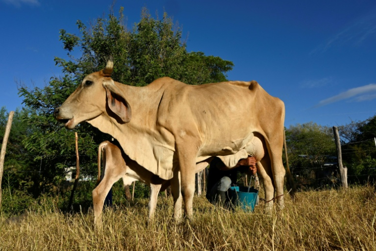 Un homme trait une vache dans le village de Los Piches, à San Lorenzo, au Honduras, le 4 septembre 2026 ( AFP / Orlando SIERRA )