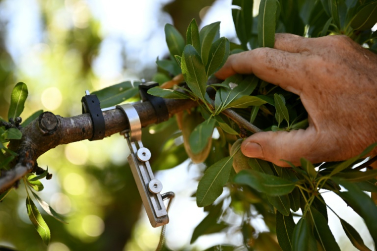 L'agriculteur Jean-Pierre Jaubert montre un "dendromètre" servant à mesurer la taille d'une branche d'amandier dans un verger équipé d'un système d'irrigation goutte-à-goutte contrôlé via un smartphone, le 3 juin 2026 à Valensole (Alpes-de-Haute-Provence) ( AFP / MIGUEL MEDINA )