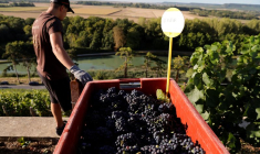 FRANCE: EN CHAMPAGNE, L'ÉTÉ SEC ET CHAUD POUSSE À DES VENDANGES PRÉCOCES