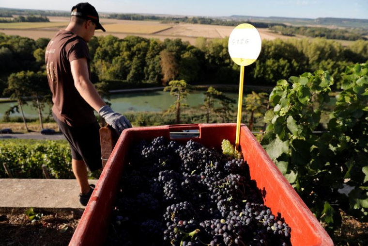 FRANCE: EN CHAMPAGNE, L'ÉTÉ SEC ET CHAUD POUSSE À DES VENDANGES PRÉCOCES