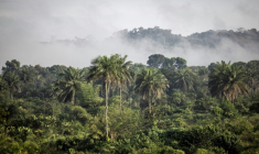 Des collines couvertes de forêt près de Bopolu, au Liberia, le 15 novembre 2021 ( AFP / JOHN WESSELS )