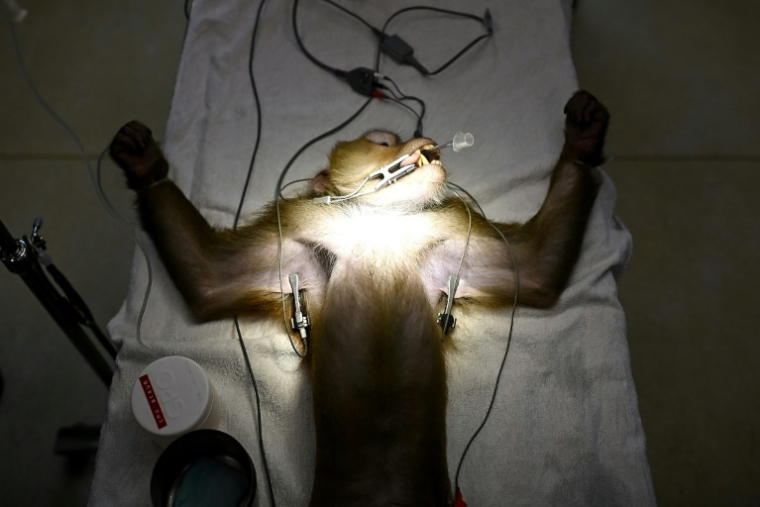 Un macaque est préparé à subir une vasectomie à l'hôpital de la Fondation des amis de la faune sauvage de Thaïlande à Petchaburi en Thaïlande le 9 juillet 2025 ( AFP / MANAN VATSYAYANA )