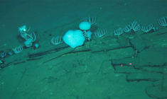 Photo prise par "Global TREnD, IDSSE" et diffusée le 10 juin 2026 montrant le plus grand cimetière de baleines connu au monde, découvert par le submersible chinois Fendouzhe, à sept kilomètres de profondeur dans l'océan Indien  ( Global TREnD, IDSSE / Handout )