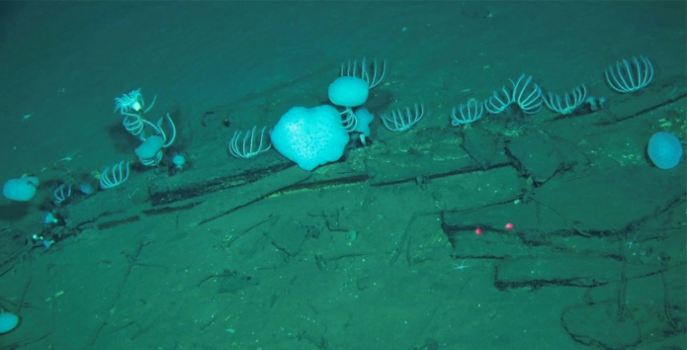 Photo prise par "Global TREnD, IDSSE" et diffusée le 10 juin 2026 montrant le plus grand cimetière de baleines connu au monde, découvert par le submersible chinois Fendouzhe, à sept kilomètres de profondeur dans l'océan Indien  ( Global TREnD, IDSSE / Handout )