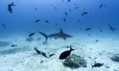 Un requin-marteau dans l'archipel des Galápagos, en Équateur, le 8 mars 2024 ( AFP / ERNESTO BENAVIDES )