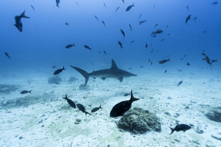 Un requin-marteau dans l'archipel des Galápagos, en Équateur, le 8 mars 2024 ( AFP / ERNESTO BENAVIDES )