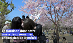 Les Japonais et les touristes profitent des cerisiers en fleur