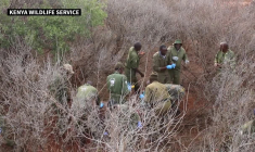 Kenya : grande opération de marquage de rhinocéros