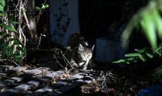 Un chat errant à Floirac, près de Bordeaux, le 22 septembre 2026 ( AFP / Christophe ARCHAMBAULT )