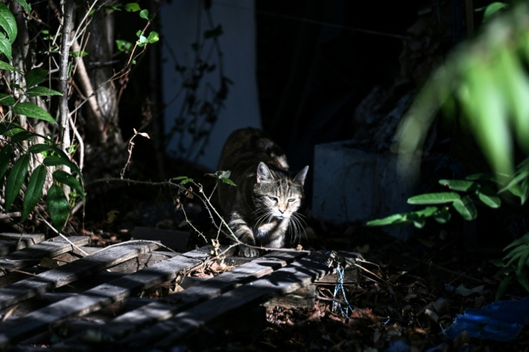 Un chat errant à Floirac, près de Bordeaux, le 22 septembre 2026 ( AFP / Christophe ARCHAMBAULT )