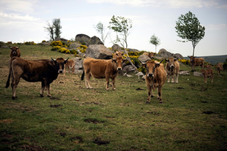 Des vaches Aubrac dans un champ à Aubrac, en Aveyron, le 19 mai 2022 ( AFP / Lionel BONAVENTURE )