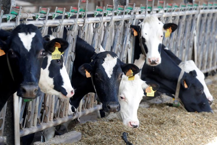 Vaches dans une ferme laitière à Lizines