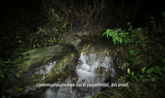 Nocturne et amatrice de café: une nouvelle espèce de grenouille découverte au Costa Rica