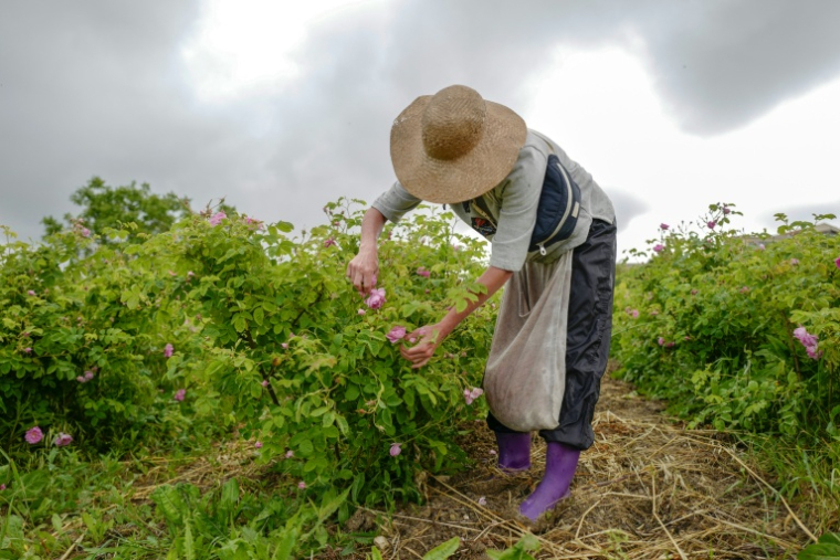 Cueillette de roses Centifolia pour la parfumerie Christian Dior, au Domaine de Manon à Grasse, le 14 mai 2020 ( AFP / VALERY HACHE )
