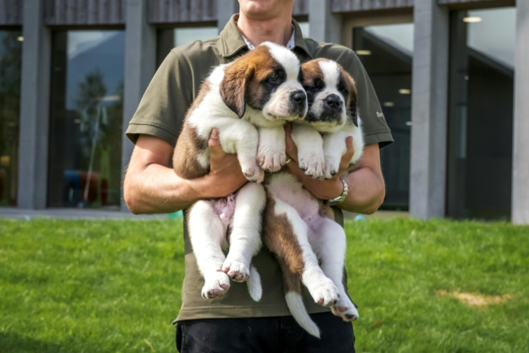 Deux chiots Saint-Bernard présentés au musée et parc Barryland à Martigny, dans les Alpes suisses, le 26 juin 2025 ( AFP / Fabrice COFFRINI )