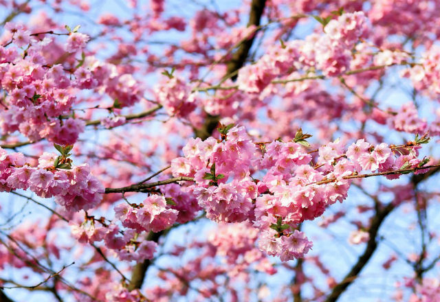 Le Nikkei  renoue avec ses plus hauts depuis 1991. De quoi redonner de l’engouement aux investisseurs étrangers pour la bourse japonaise. Mais est-il encore temps d’investir et si oui comment ?
