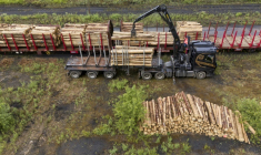 Du bois abattu dans des forêts françaises à destination de la Belgique et du Luxembourg, à Illange (Moselle), le 11 juin 2026 ( AFP / Jean-Christophe VERHAEGEN )