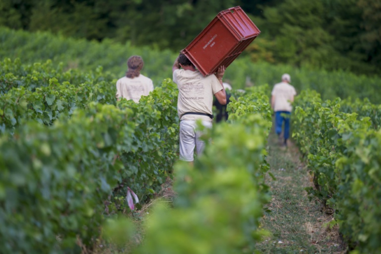 Récolte du raison dans le vignoble du domaine de la Maison de Champagne Bollinger à Avenay-Val-d'Or, le 18 août 2026 dans la Marne ( AFP / Jean-Christophe VERHAEGEN )