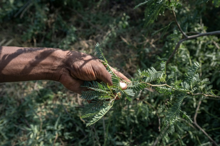 Une branche de prosopis, arbuste épineux originaire d'Amérique latine, le 17 octobre 2025 à Amibara, dans la région de l'Afar, en Ethiopie ( AFP / Marco Simoncelli )