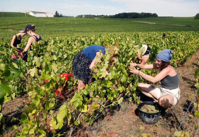 LA CHAMPAGNE LANCE DES VENDANGES HISTORIQUEMENT PRÉCOCES