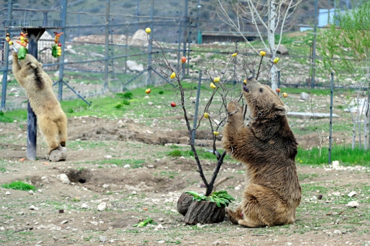 Des ours, secourus de la captivité, renouent avec une vie mi-sauvage dans un centre de réhabilitation de la Fondation pour la préservation de la faune et du patrimoine culturel (FPWC) près du village d'Urtsadzor, en Arménie, le 21 avril 2026 ( AFP / KAREN MINASYAN )