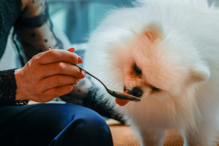 Loulou, un poméranien, mange une pâtisserie pour chien au café "Casa del Doggo", le 7 mai 2026 à Paris ( AFP / Xavier GALIANA )