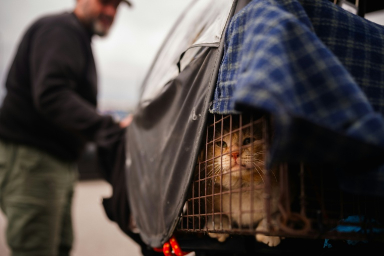 Un chat sauvé par un membre de l'ONG libanaise Animals Lebanon dans la banlieue sud de Beyrouth, le 26 m rs 2026 ( AFP / Dimitar DILKOFF )
