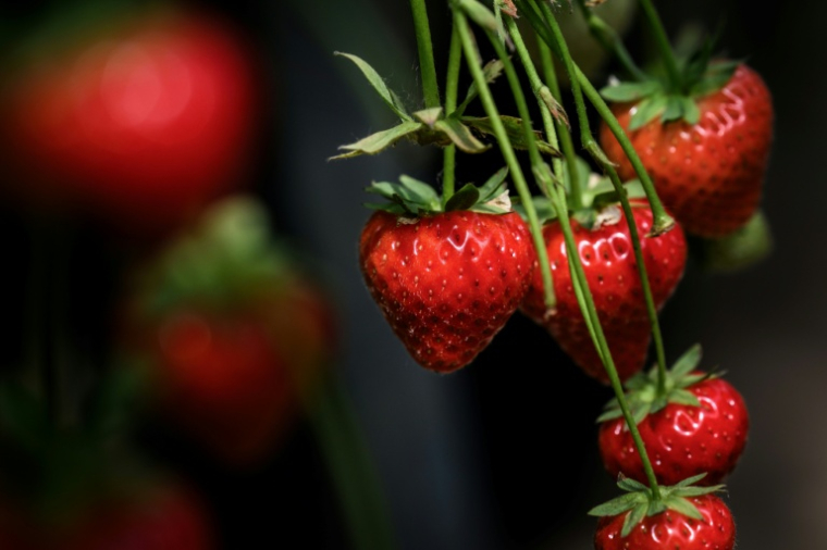 Des fraises du producteur Alpes-Coccinelle à Ville-sous-Anjou, en Isère, le 21 mai 2026 ( AFP / Jeff PACHOUD )