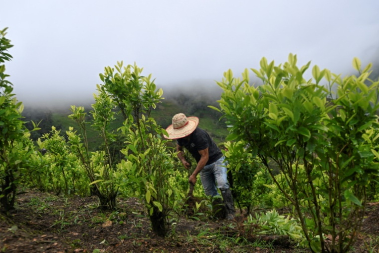 Un agriculteur arrache un plant de coca à Argelia, dans le département du Cauca, le 5 mai 2025 en Colombie ( AFP / JOAQUIN SARMIENTO )